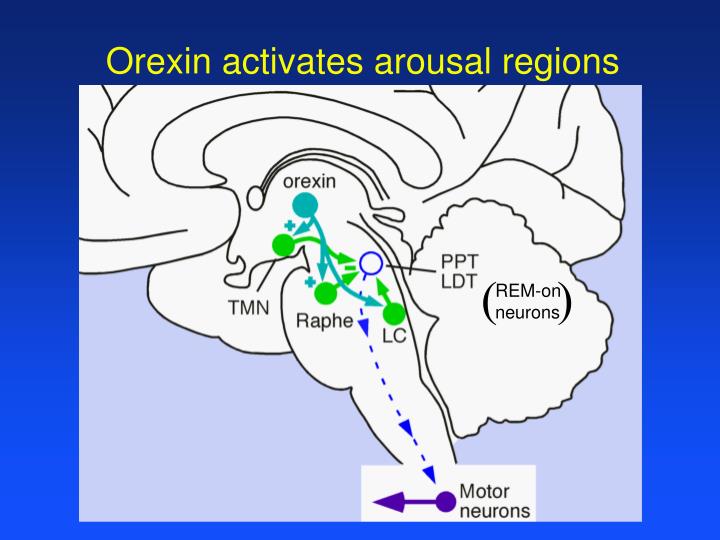 PPT - Neurobiology of Sleep and Wakefulness PowerPoint Presentation ...