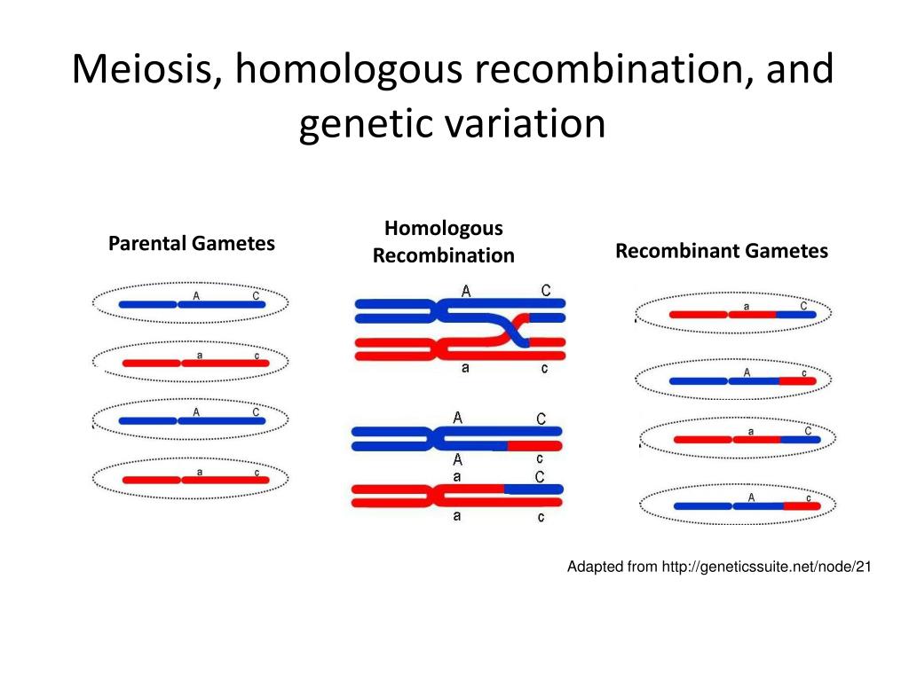 Teachable Unit: Meiosis and genetic diversity PowerPoint ... Biology Diagrams