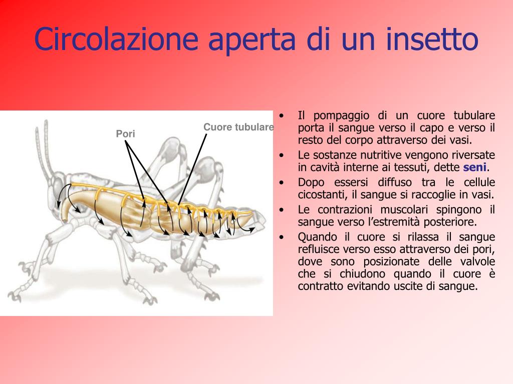PPT - L'apparato circolatorio negli animali PowerPoint Presentation, free  download - ID:5263872