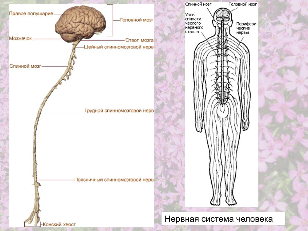 Органы входящие в центральную нервную систему. Нервная система человека схема. Нервная система человека строение рисунок. Схема строения центральной нервной системы человека. Строение нервной системы схема с пояснениями.