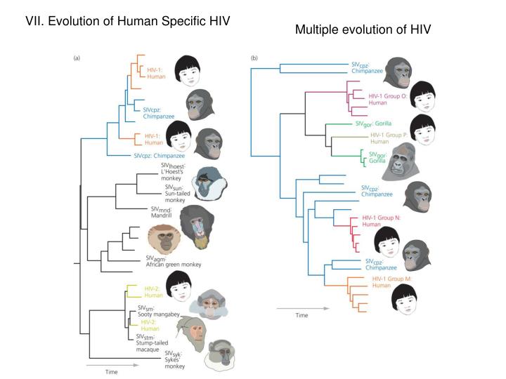 why is an understanding of evolutionary I need to tie together an example of an evolutionary relationship and then explain why understanding this is important thanks. why is an understanding of evolutionary I need to tie together an example of an evolutionary relationship and then explain why understanding this is important thanks.