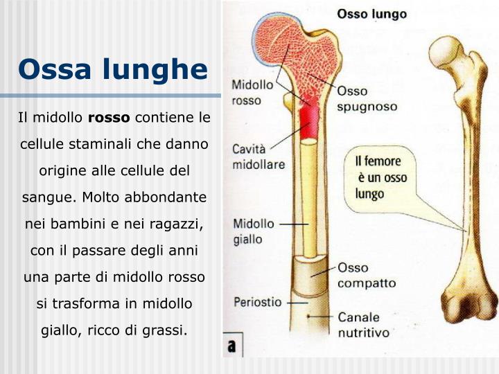Midollo Osseo Rosso Dove Si Trova