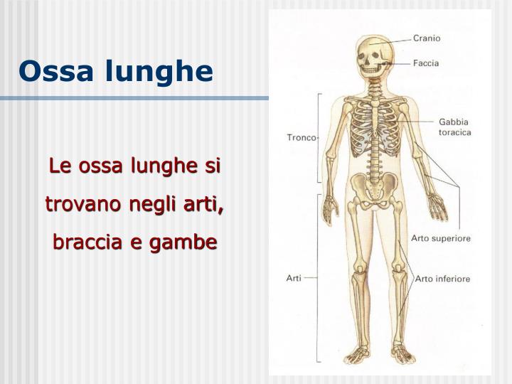 PPT - APPARATO SCHELETRICO PowerPoint Presentation - ID:5266634