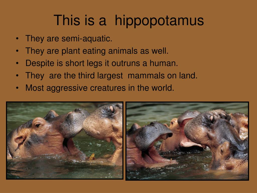 The Hippopotamus Is The Third Largest Land Animal Toefl