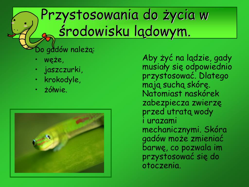 Skóra Gadów Jest Nieprzepuszczalna Dla Gazów I Wody PPT - Gady PowerPoint Presentation, free download - ID:5268316