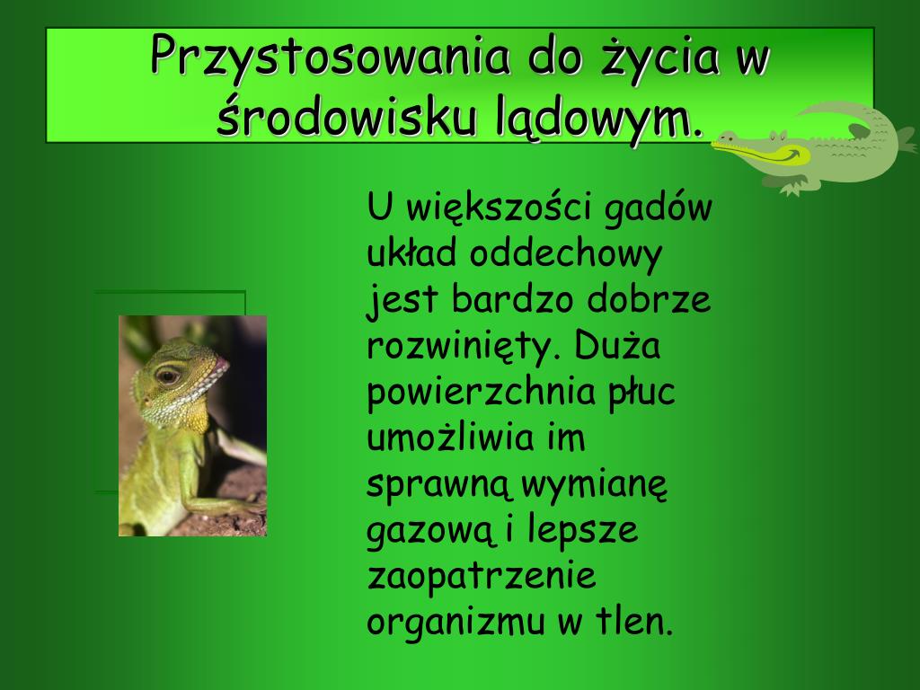 Przystosowanie Gadów Do życia Na Lądzie PPT - Gady PowerPoint Presentation, free download - ID:5268316