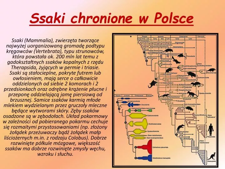 Ssaki Chronione W Polsce Wikipedia PPT - Ssaki chronione w Polsce PowerPoint Presentation, free download