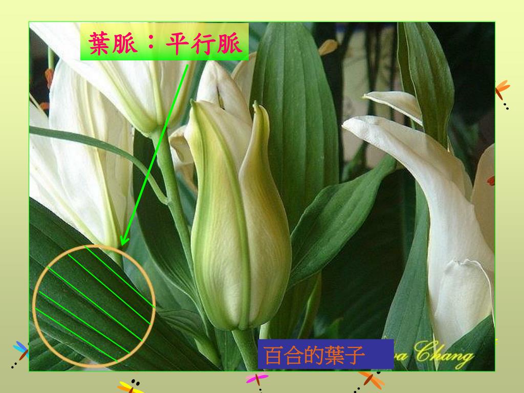 Ppt 觀察葉子powerpoint Presentation Free Download Id Ppt 觀察葉子powerpoint Presentation Free Download Id