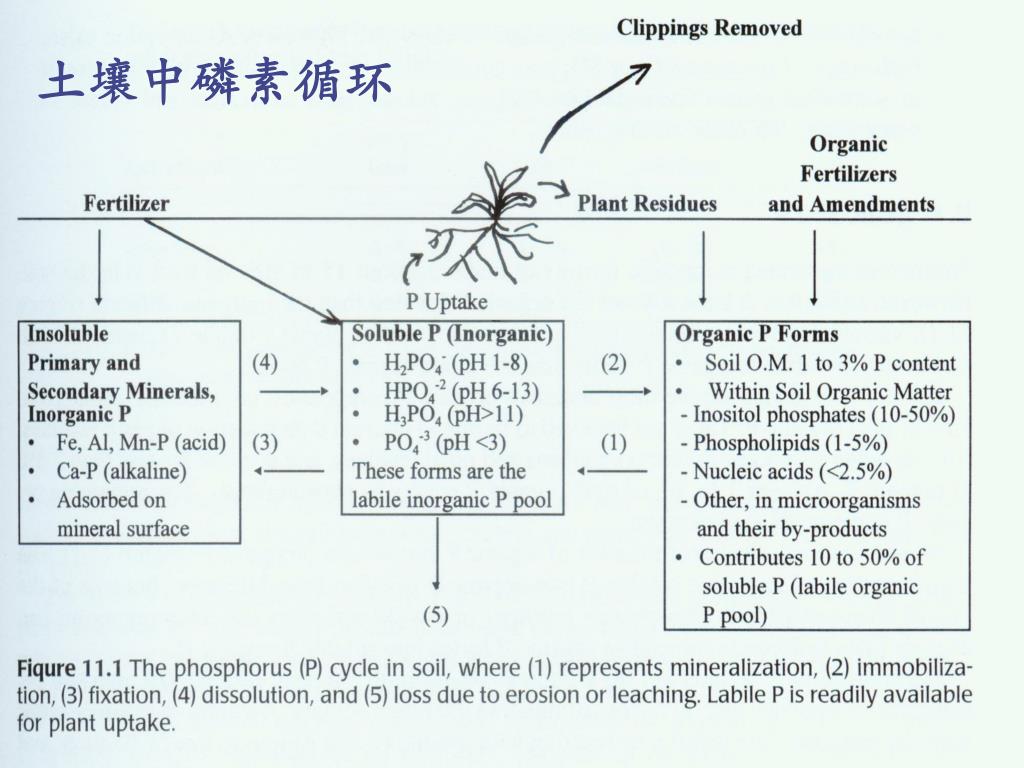 Ppt 第八章土壤养分与土壤肥料powerpoint Presentation Free Download Id 5270039