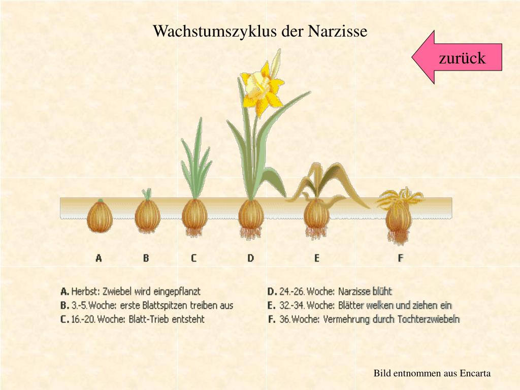 PPT Frühblüher PowerPoint Presentation, free download ID5270098