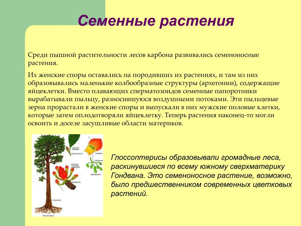 Каково значение семенных растений в природе. Семенные растения. Семенные растения презентация. Представители семенных растений. Доклад о семенных растениях.