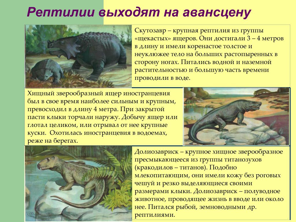 Млекопитающие произошли от пресмыкающихся. Зверозубый ящер. Переходная форма между пресмыкающимися и млекопитающими. Звероящеры переходная форма. Сходство зверозубого ящера с пресмыкающимися.