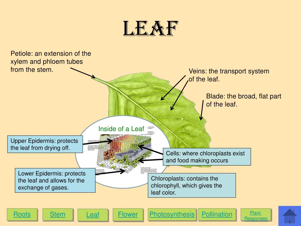 PPT - Roots: Anchors plant by keeping it firmly in place. Absorbs water ...