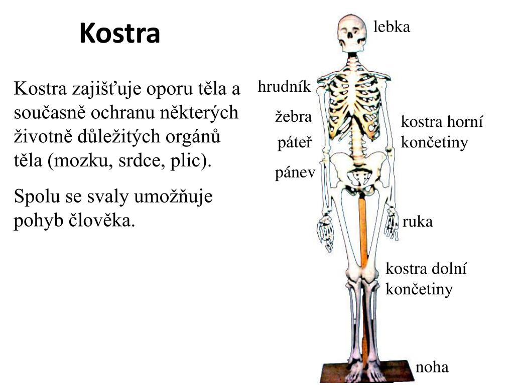 PPT - Kostra PowerPoint Presentation, free download - ID:5272082