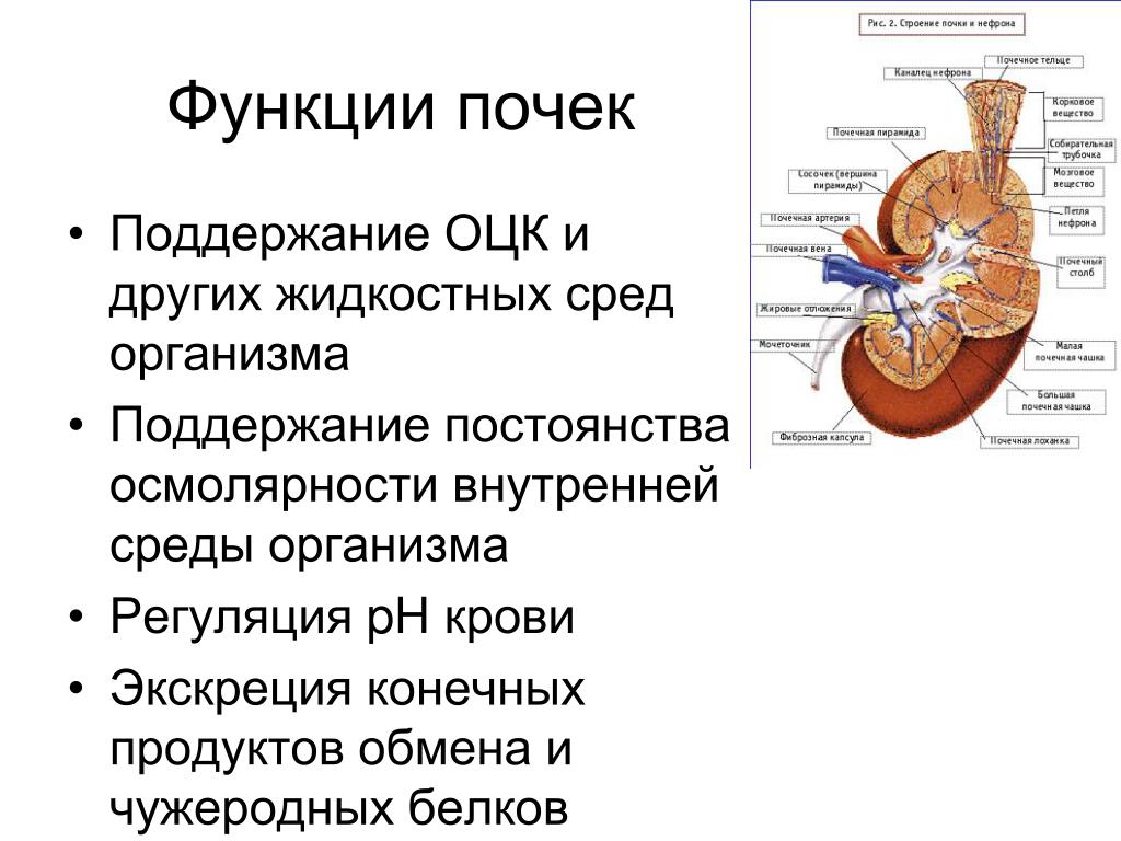 Функции почек презентация