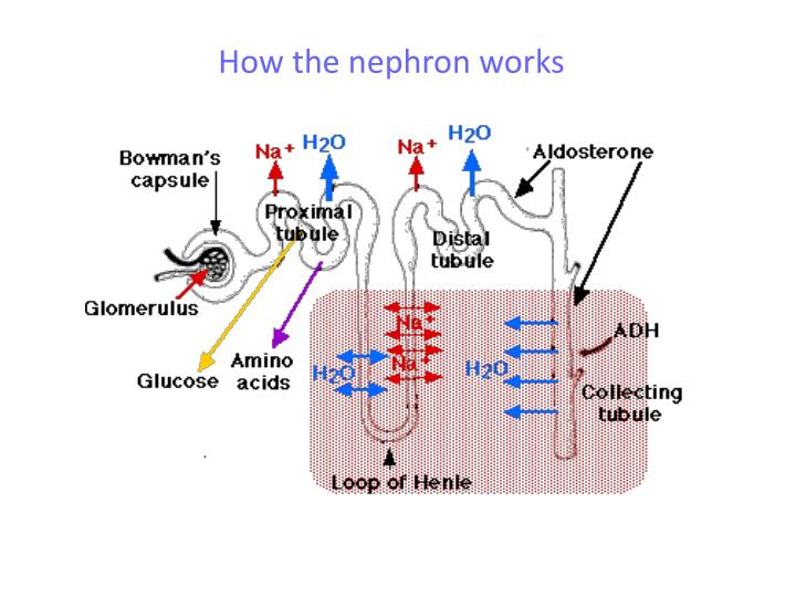 PPT - The nephron and kidney function PowerPoint Presentation - ID:5278435