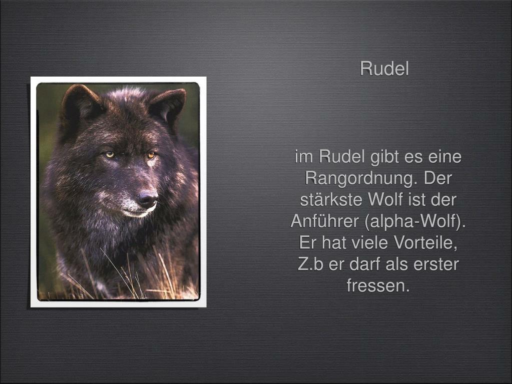 PPT - Der Wolf PowerPoint Presentation, free download - ID:5278902