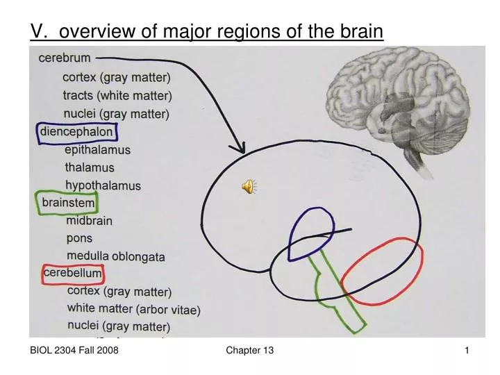 an overview of the brain structure and the role of hypothalamus Assignment detailing the role of the thalamus and hypothalamus the hypothalamus is a complex structure documents similar to role of thalamus and hypothalamus. an overview of the brain structure and the role of hypothalamus Assignment detailing the role of the thalamus and hypothalamus the hypothalamus is a complex structure documents similar to role of thalamus and hypothalamus.
