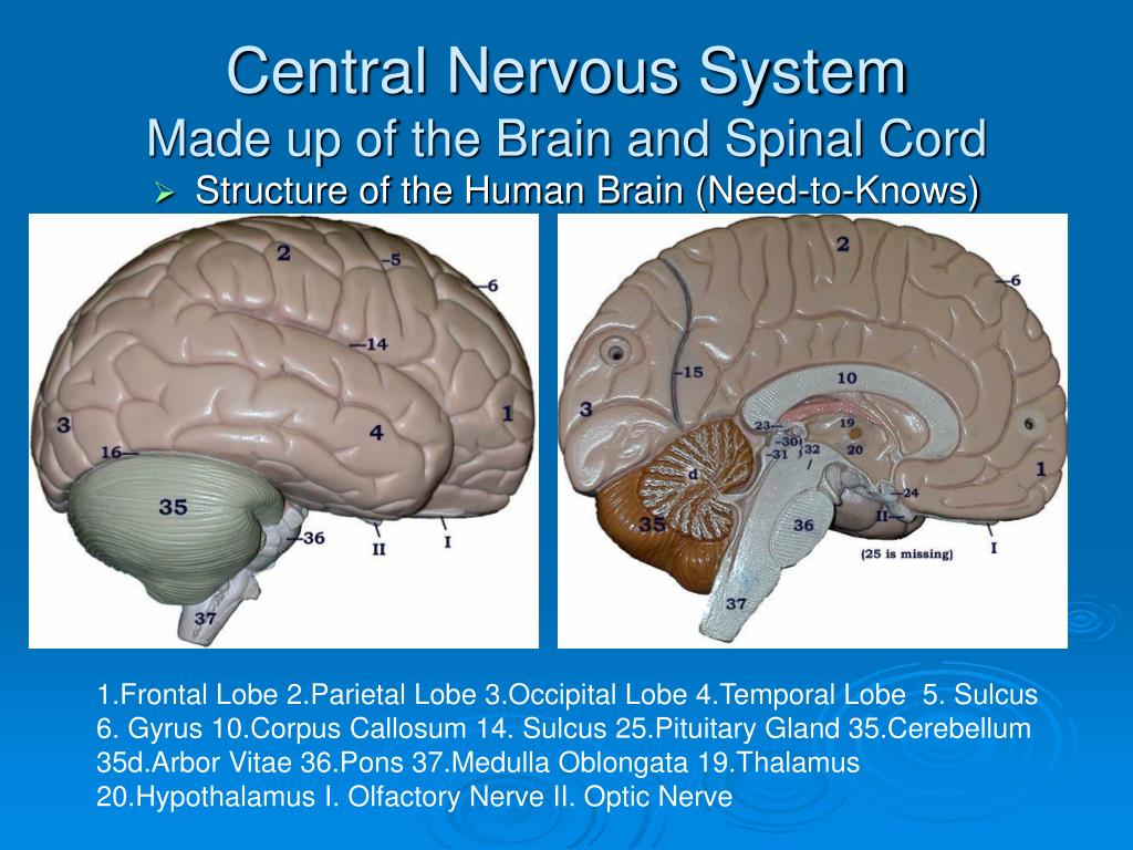 PPT - The Nervous System PowerPoint Presentation, free download - ID