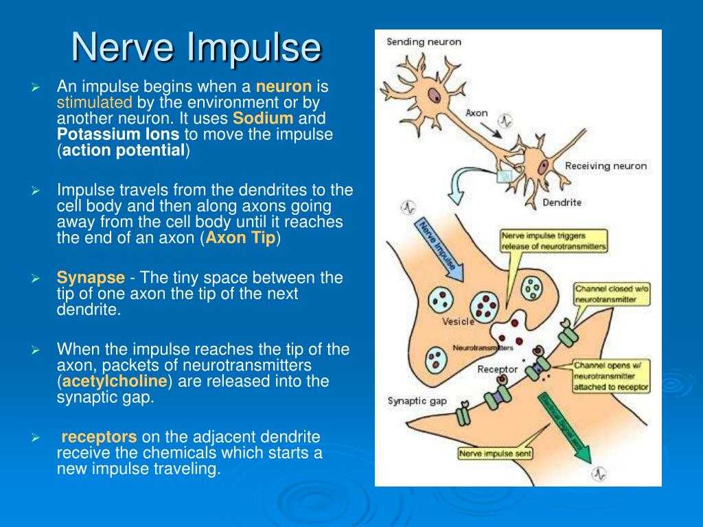 nerve impulse travel to