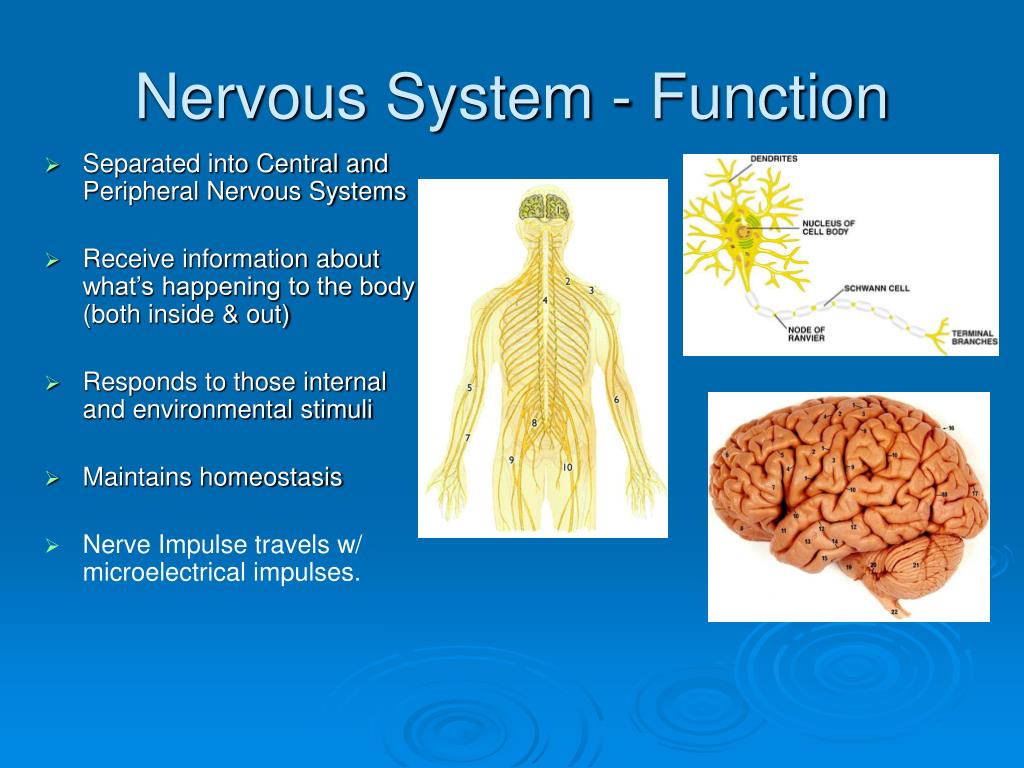 Picture Of Nervus System PPT The Nervous System PowerPoint 