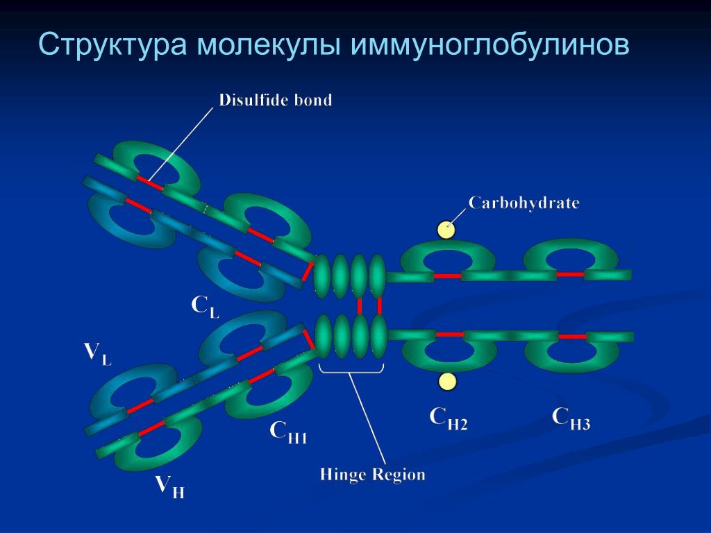 Первичный иммуноглобулин. Структура молекулы иммуноглобулина. Схема строения иммуноглобулина e. Строение молекулы иммуноглобулина g1. Строение молекулы иммуноглобулина.