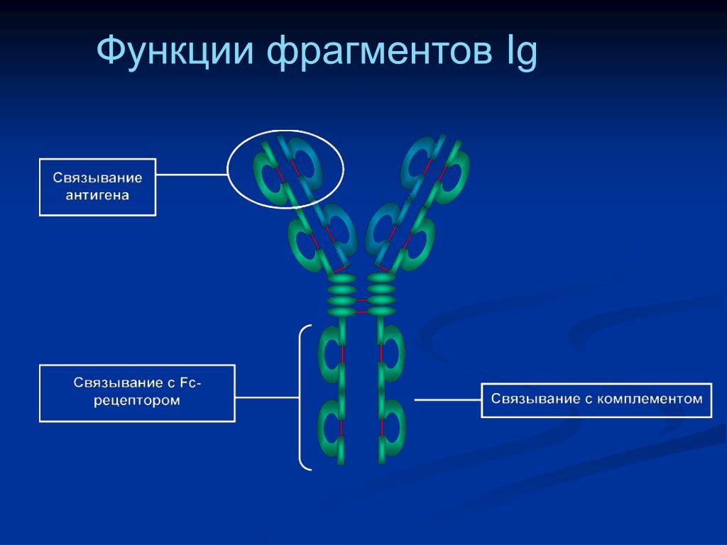 Синтез иммуноглобулинов. Иммуноглобулины. Функции иммуноглобулинов. Иммуноглобулины презентация.