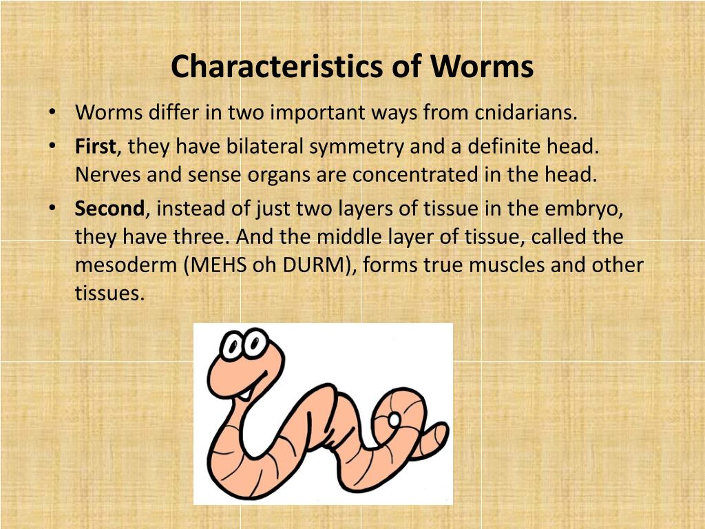 characteristics of flat worms