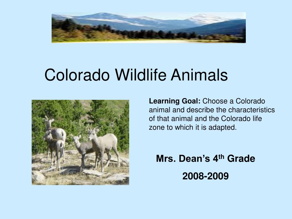 PPT - Colorado Wildlife Animals PowerPoint Presentation, free download -  ID:5285748