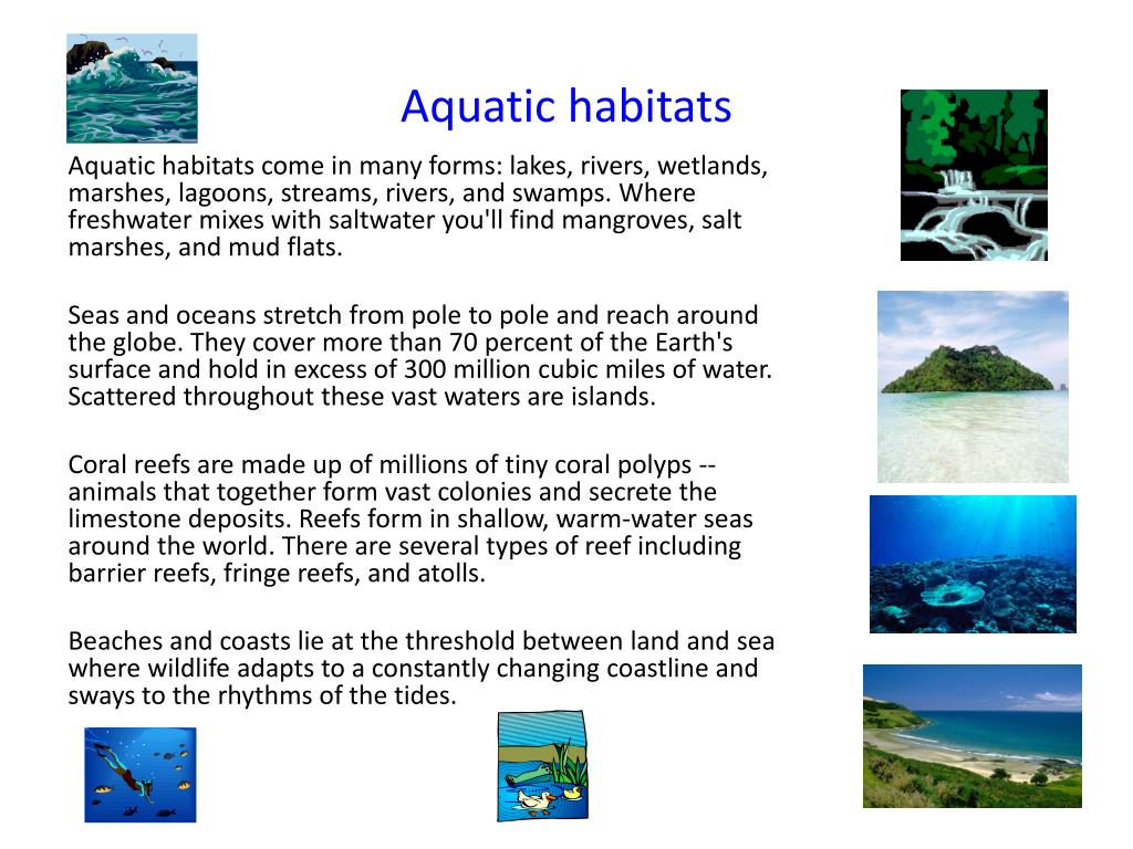 Aquatics Meaning aquatics-meaning
