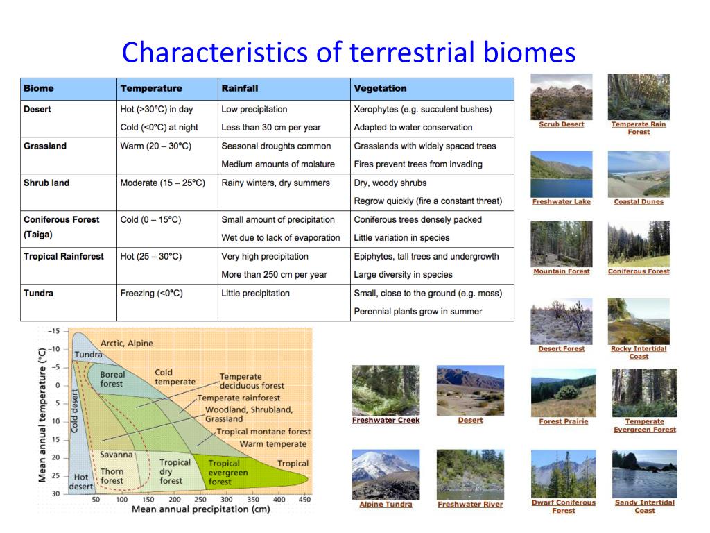 Название биомов на английском. Основные биомы. Основные типы биомов земли. Основные биомы таблица. Основные биомы земли таблица.