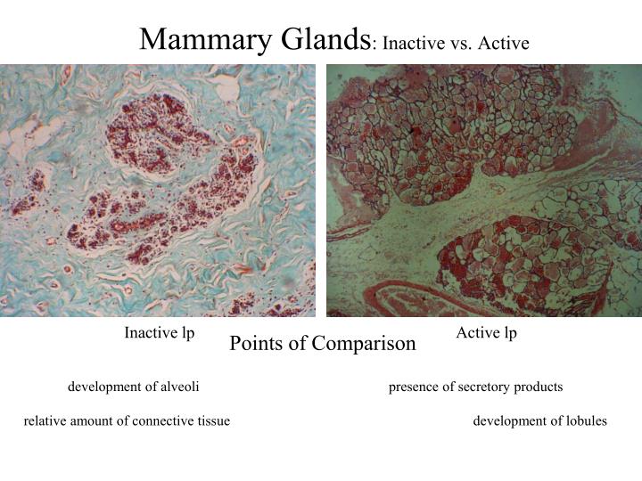 PPT - A Digital Resource on the Histology of the Reproductive System ...