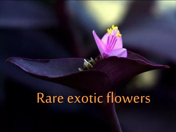 rare exotic flowers n.