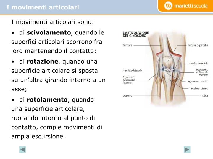 PPT - Il sistema scheletrico PowerPoint Presentation - ID:5287359