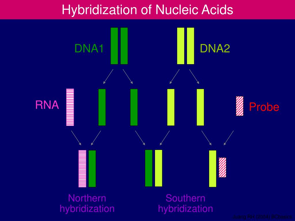 northern hybridization northern hybridization