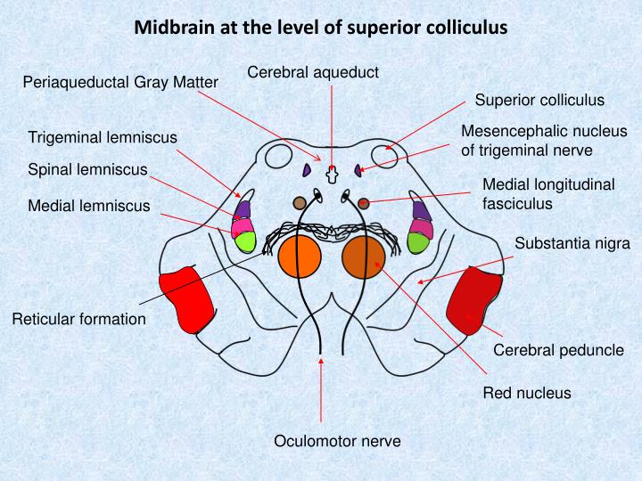 PPT - How to draw different sections of the brain stem PowerPoint ...