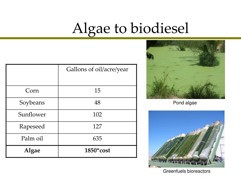 PPT - Bioenergy-Biodiesel PowerPoint Presentation, Free Download - ID ...