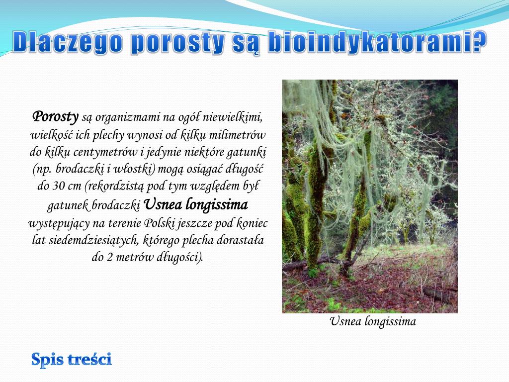 Dlaczego Porosty Nazywamy Organizmami Pionierskimi PPT - Porosty bioindykatorami PowerPoint Presentation, free download