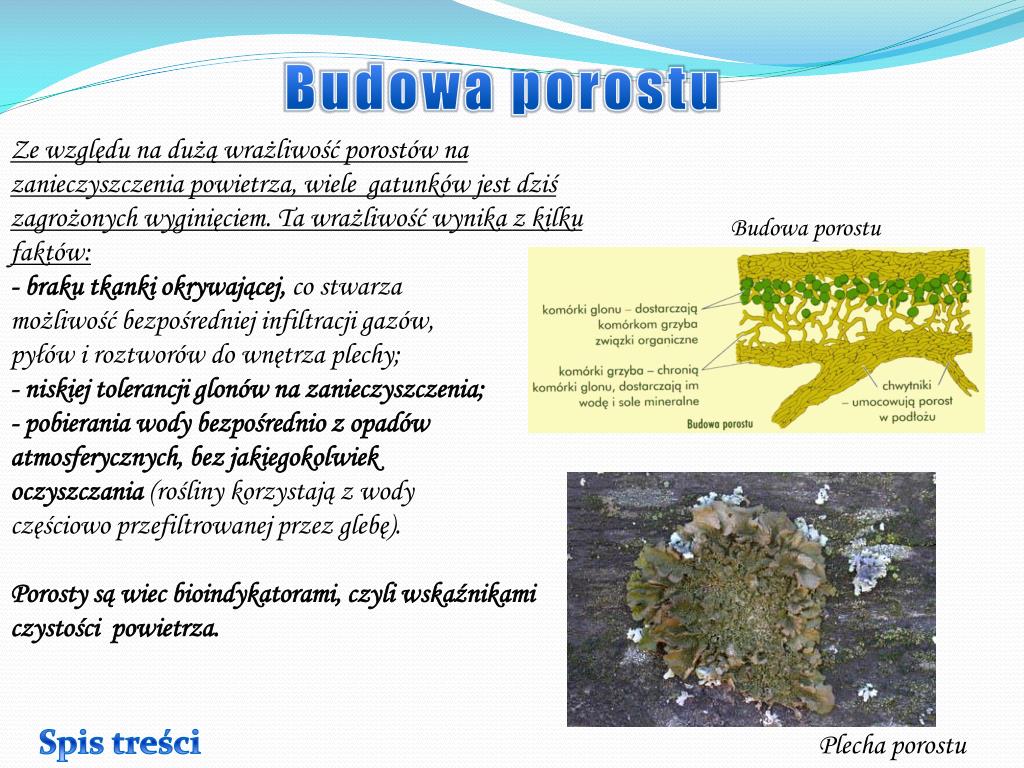 Dlaczego Porosty Są Wskaźnikami Zanieczyszczenia Powietrza Tlenkami Siarki PPT - Porosty bioindykatorami PowerPoint Presentation, free download