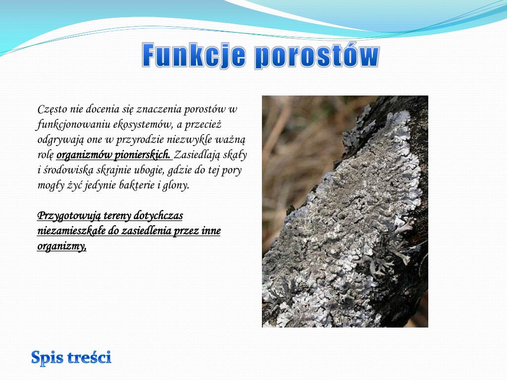 Dlaczego Porosty Nazywamy Organizmami Pionierskimi PPT - Porosty bioindykatorami PowerPoint Presentation, free download