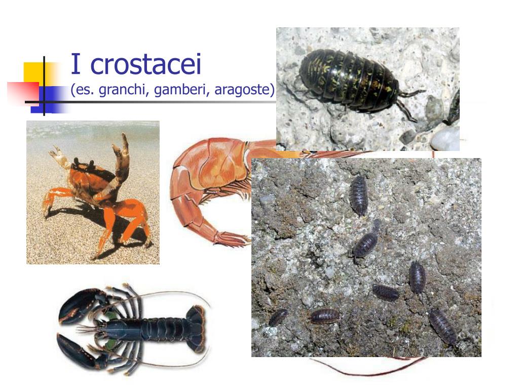 PPT LA CLASSIFICAZIONE DEL REGNO ANIMALE PowerPoint Presentation