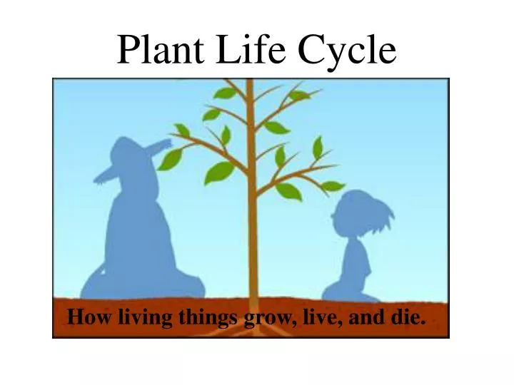 PPT - Plant Life Cycle PowerPoint Presentation, free download - ID:5292489