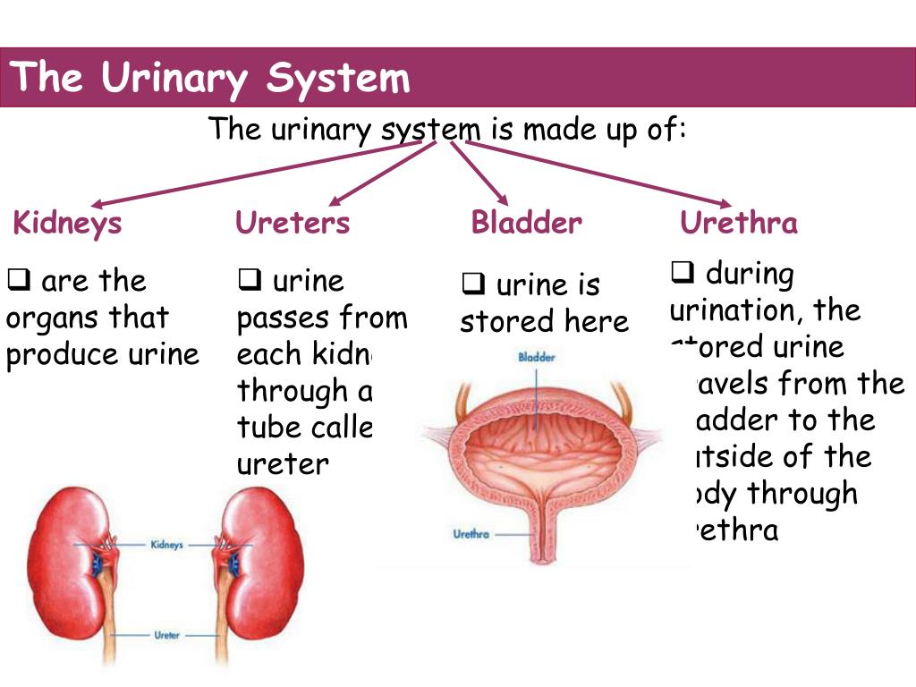 Ppt The Reproductive System And Excretory System Powerpoint