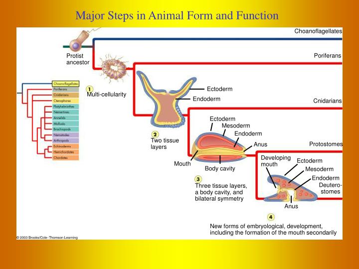 PPT - Animal Form And Function Part 1 - Invertebrates PowerPoint ...