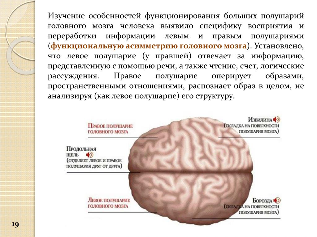 Изучение особенностей восприятия. Изучение головного мозга. Функциональная асимметрия больших полушарий головного мозга. Функциональная асимметрия полушарий головного мозга. Теория функциональной асимметрии мозга.