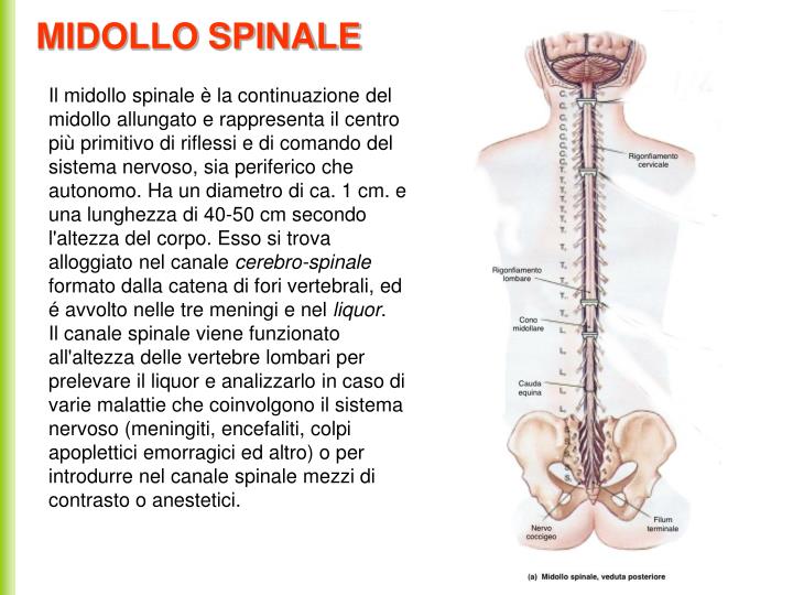 PPT - Sistema nervoso PowerPoint Presentation - ID:5299077