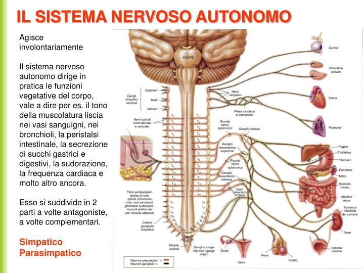 PPT - Sistema nervoso PowerPoint Presentation - ID:5299077