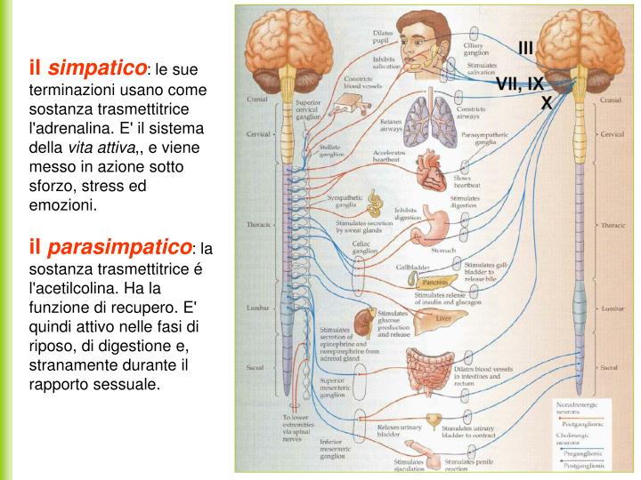 PPT - Sistema nervoso PowerPoint Presentation - ID:5299077