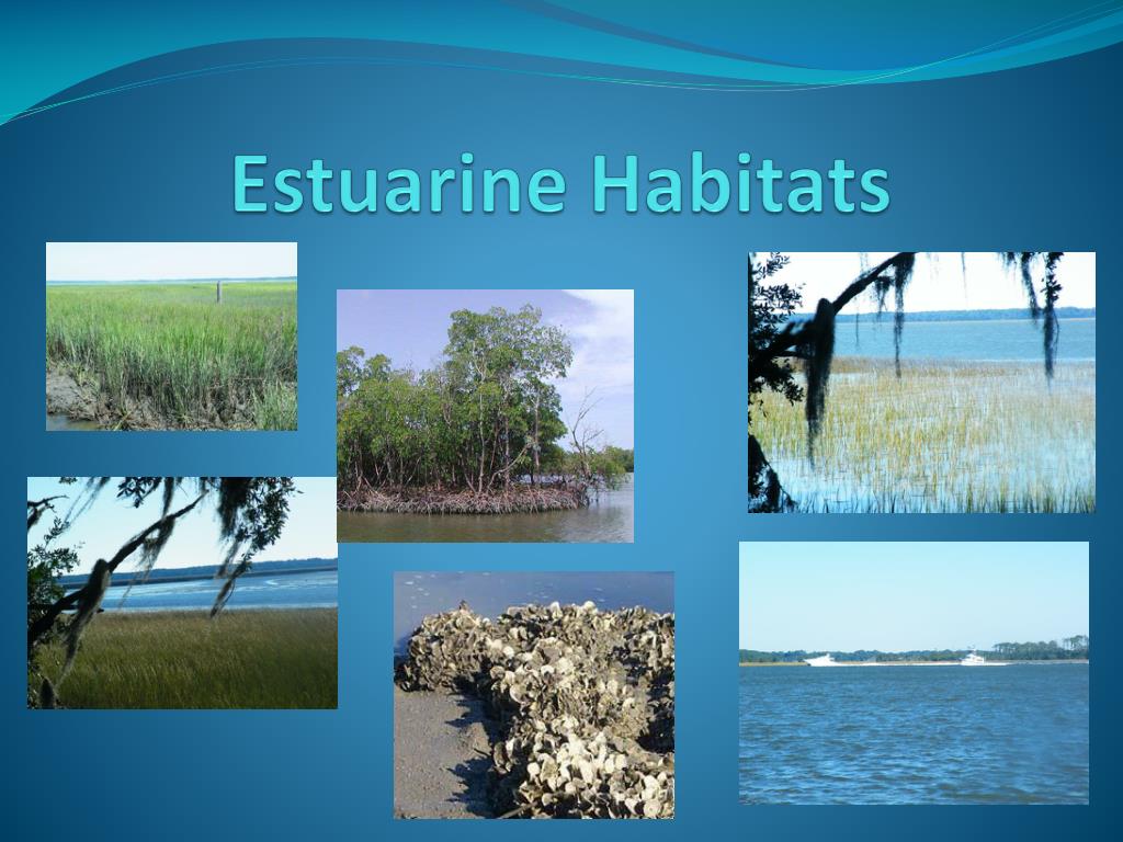 PPT Estuarine Habitats PowerPoint Presentation, free download ID