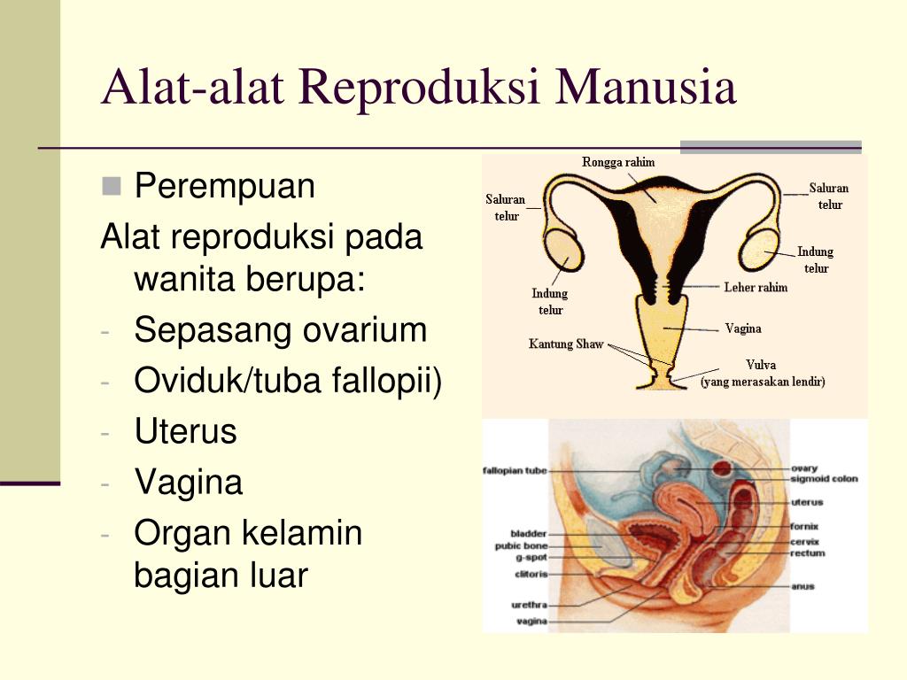 alat reproduksi pria dan fungsinya Reproduksi ovarium kelamin wanita